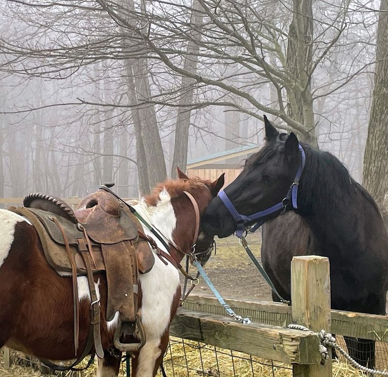 The Horses at the Heart of It All The Horses at the Heart of It All