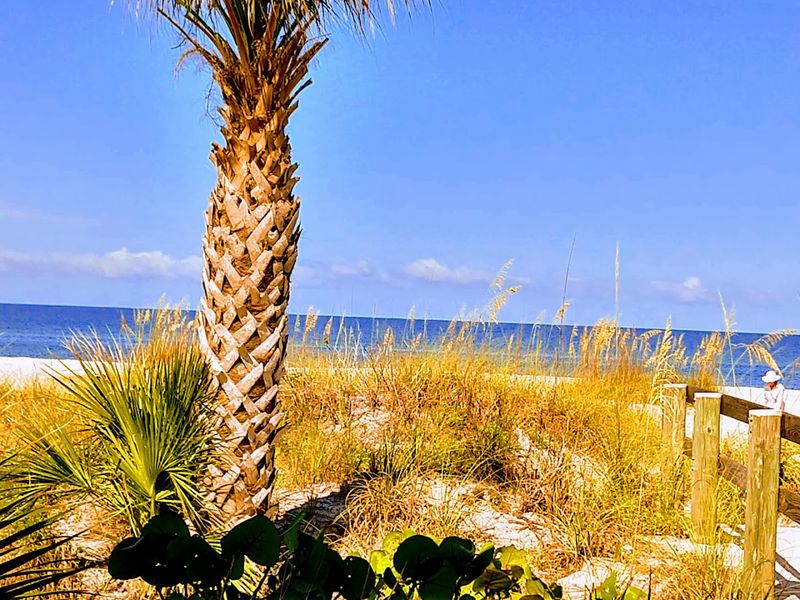 The Island's Dense Interior and Old Florida Atmosphere
