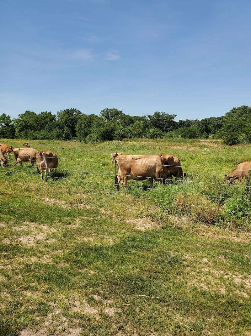 The Jersey Herd That Makes It All Possible