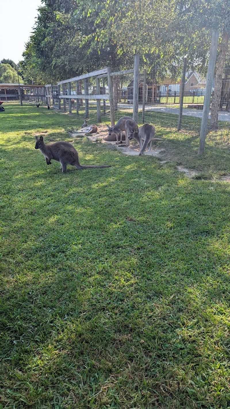 The Kangaroo Cottage Overnight Experience