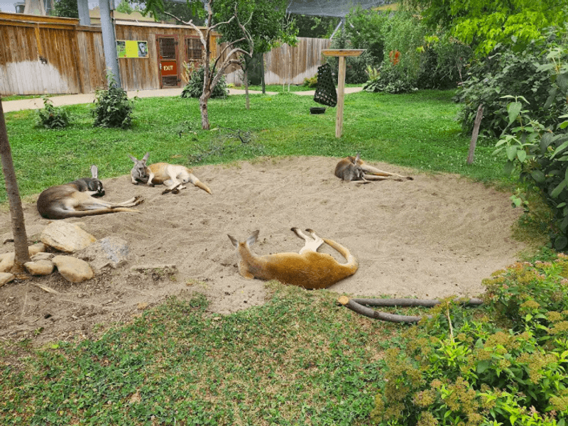 The Kangaroo Enclosure Where You Walk Among the Animals