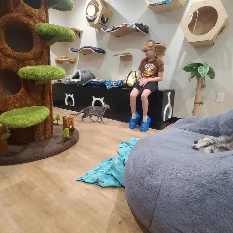 The Kitten Room That Steals Every Heart