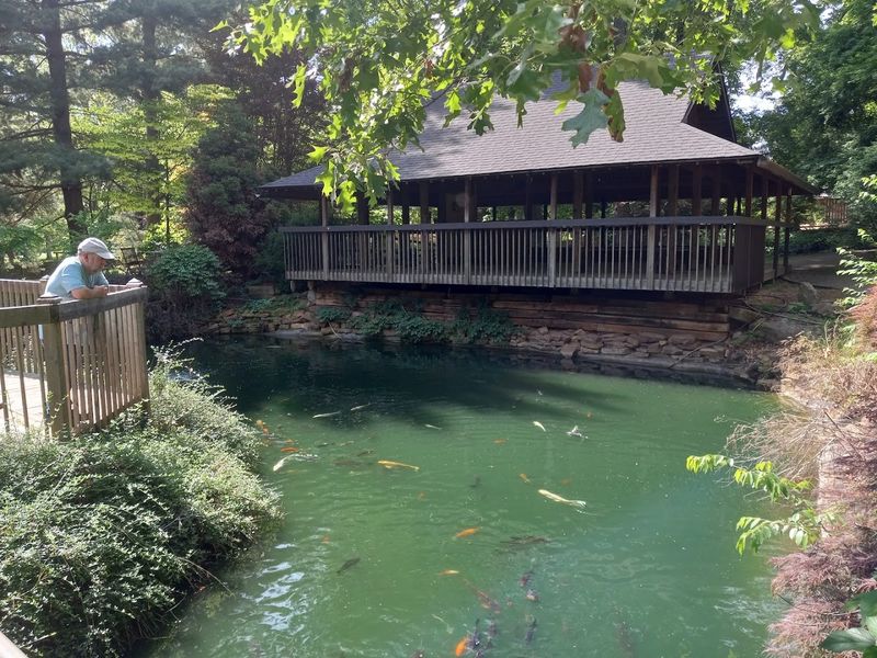 The Koi Pond: Where Quarters Buy Pure Joy