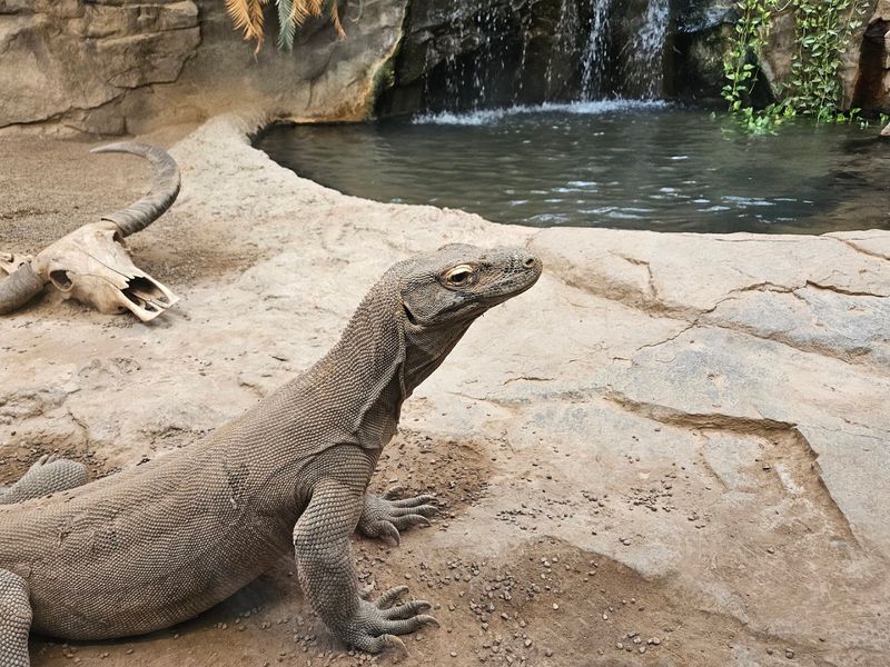 The Komodo Dragon: A Living Legend Up Close The Komodo Dragon: A Living Legend Up Close