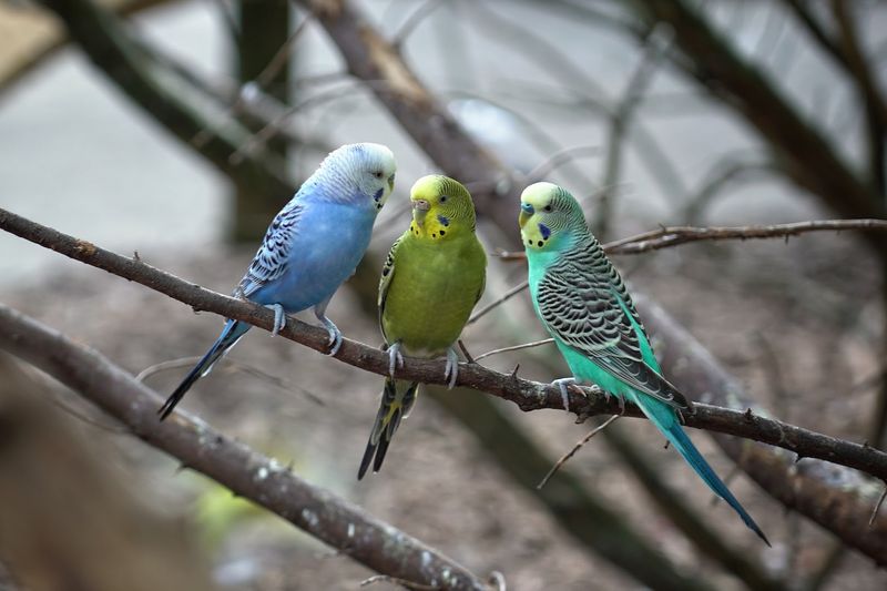 The Landing Zone Where Birds Come to You