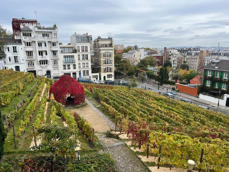 The Last Vineyard of Montmartre The Last Vineyard of Montmartre