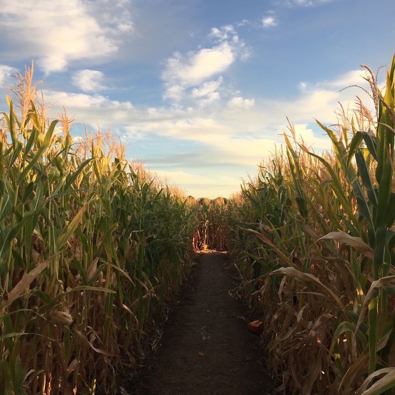The Legendary Corn Maze That Started It All