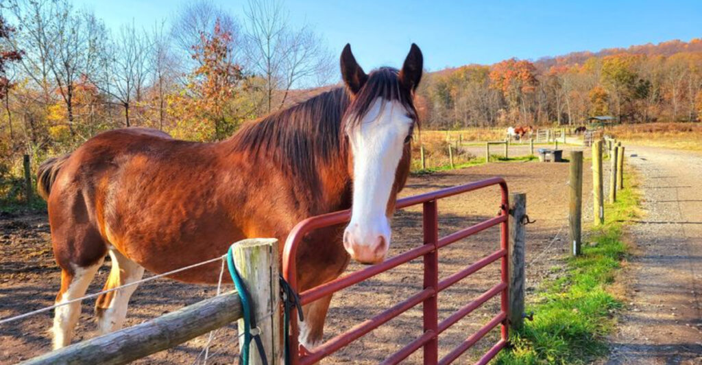The Long Valley Spot Where Clydesdales, Wagon Rides, and River Views Come Together