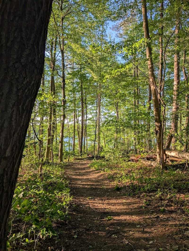 The Loop Trail Through the Woods The Loop Trail Through the Woods