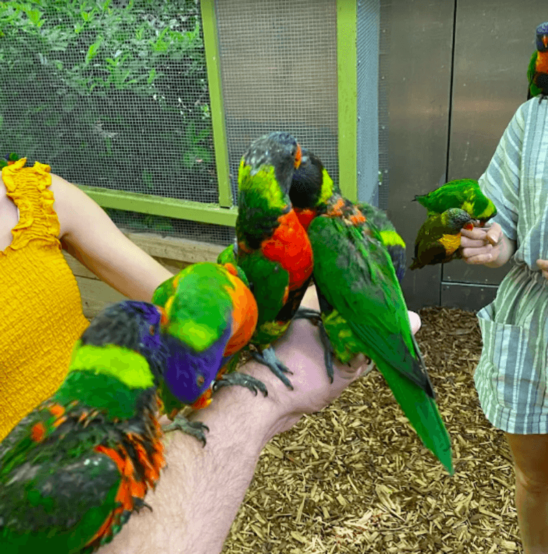 The Lorikeet Feeding Enclosure Is the Real Star The Lorikeet Feeding Enclosure Is the Real Star