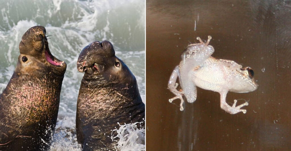 The Loudest Animals On Earth, From Ocean Giants To Tiny Insects