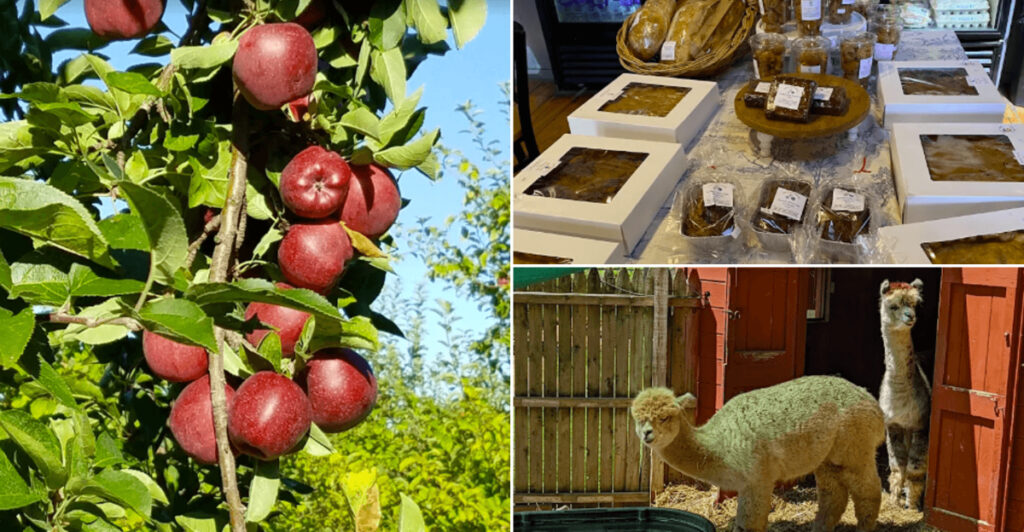The Massachusetts Farm Where Apples, Bakery Treats, Ice Cream, And Animals Meet