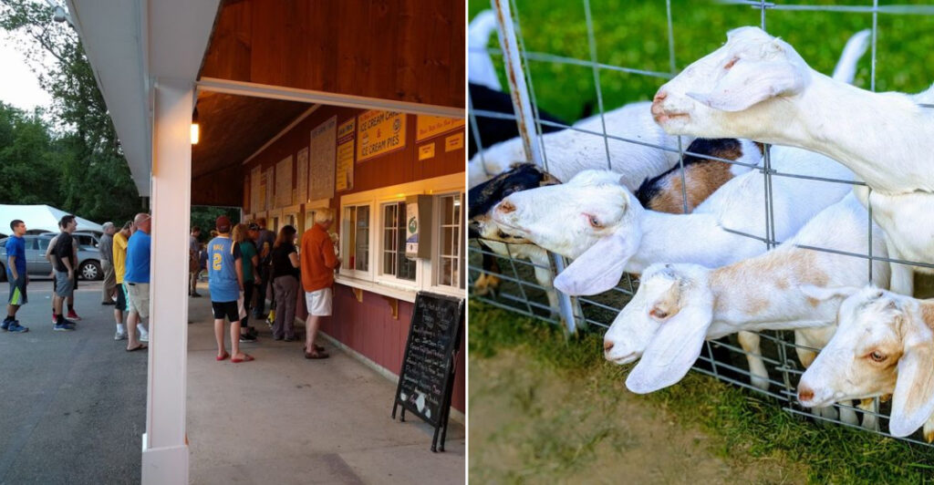 The Massachusetts Ice Cream Stand Where Goats Wait Beyond the Scooping Window
