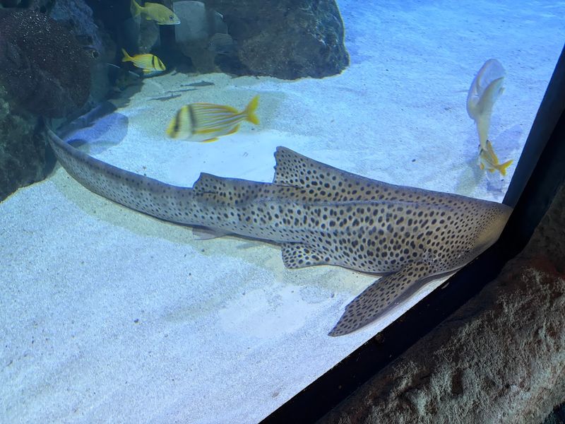 The Massive Aquarium That Defines the Whole Experience