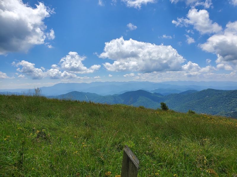 The Meadow at Two Miles: A Wildflower Surprise