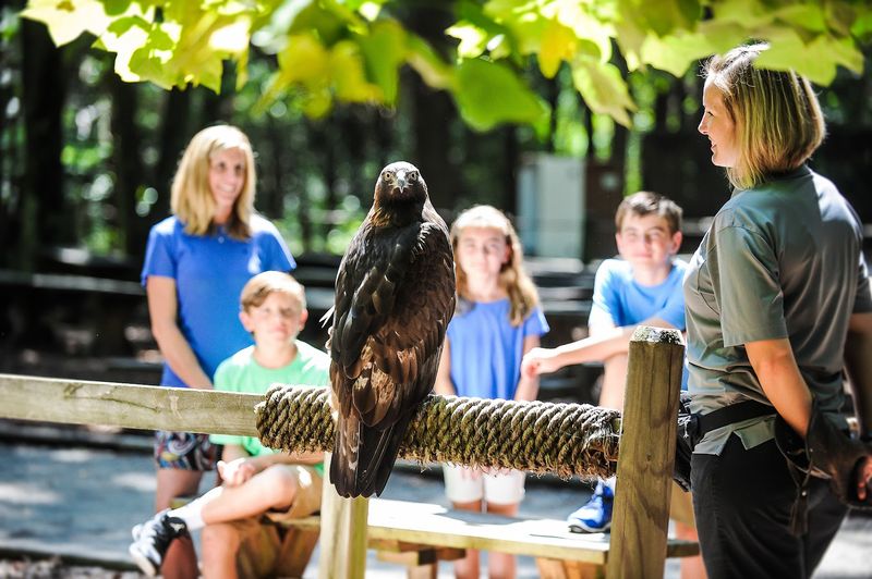 The Mission Behind the Magic: Conservation and Rescue Work The Mission Behind the Magic: Conservation and Rescue Work