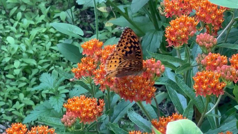 The Monarch Butterfly Area: A Quiet Highlight