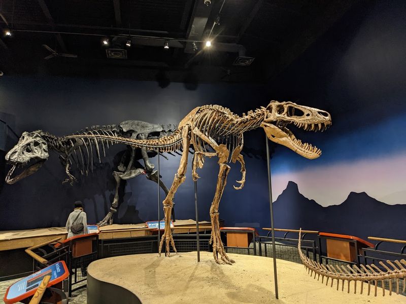 The Montana Discovery That Changed Paleontology The Montana Discovery That Changed Paleontology