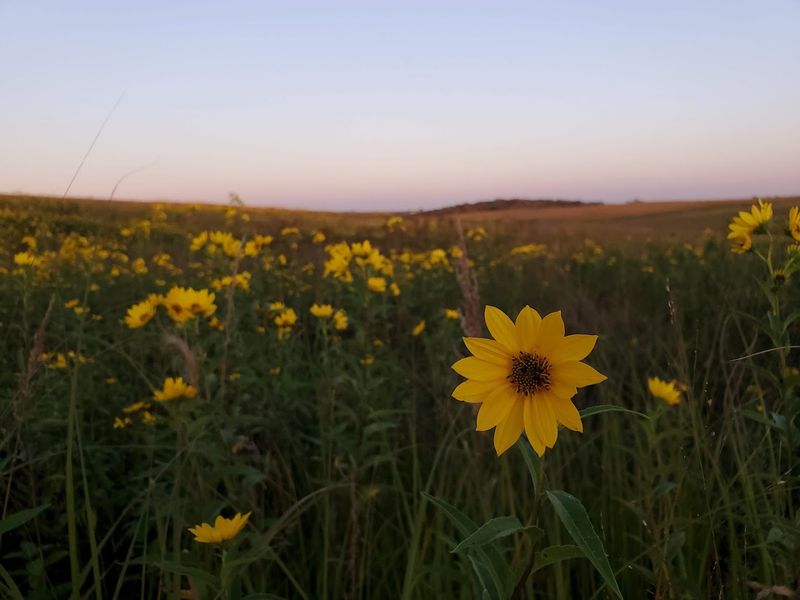 The Native Wildflowers That Turn the Prairie Into a Color Show The Native Wildflowers That Turn the Prairie Into a Color Show