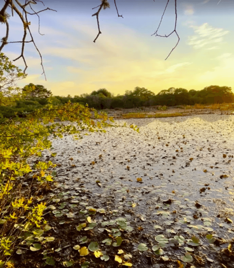 The Natural Bog Next Door