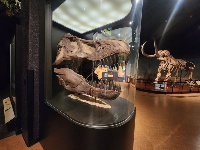 The Natural History Floors: Mastodons, Dioramas, and a Planetarium