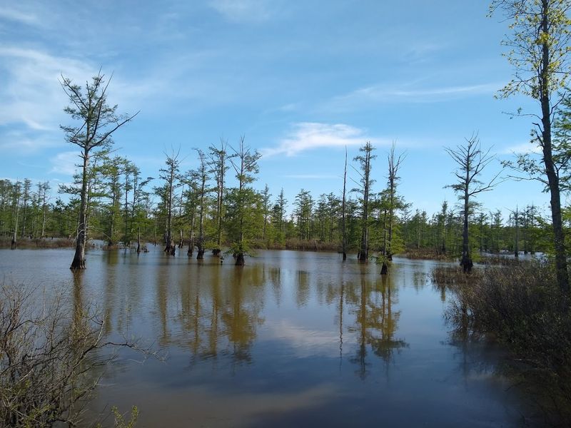 The Northernmost Bayou in the Americas The Northernmost Bayou in the Americas