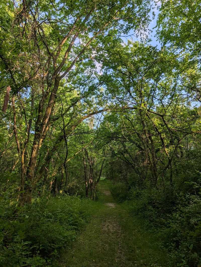 The Old-Growth Forest Section That Surprises Everyone The Old-Growth Forest Section That Surprises Everyone