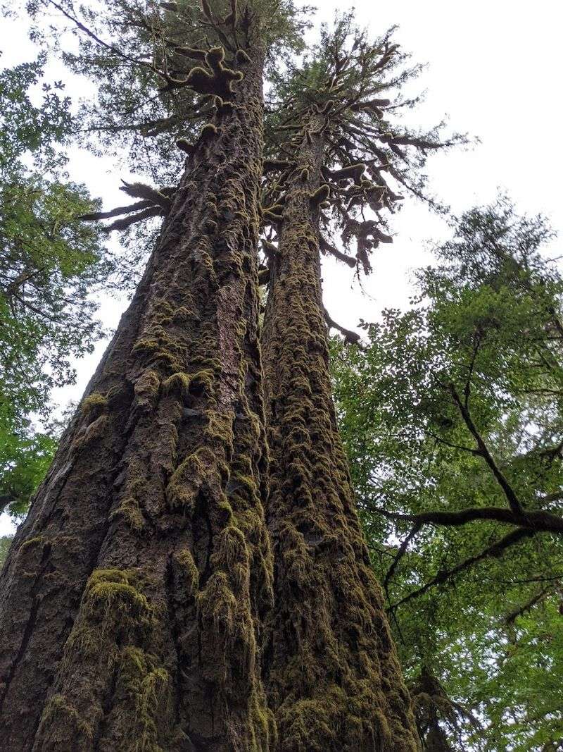 The Old-Growth Forest That Surrounds the Whole Park The Old-Growth Forest That Surrounds the Whole Park