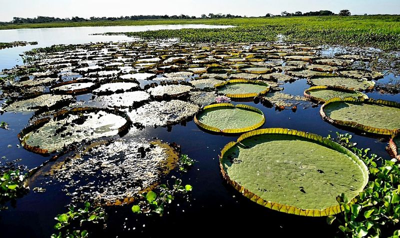 The Pantanal, Brazil, Bolivia and Paraguay The Pantanal, Brazil, Bolivia and Paraguay