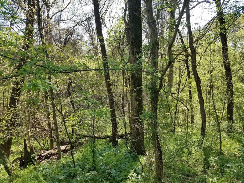 The Park's Role in Memphis Green Space The Park's Role in Memphis Green Space