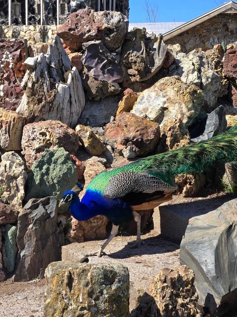The Peacocks: Oregon's Most Dramatic Garden Residents The Peacocks: Oregon's Most Dramatic Garden Residents