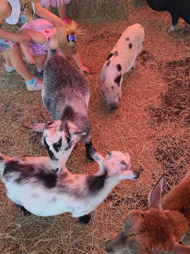 The Petting Zoo And Furry Friends The Petting Zoo And Furry Friends