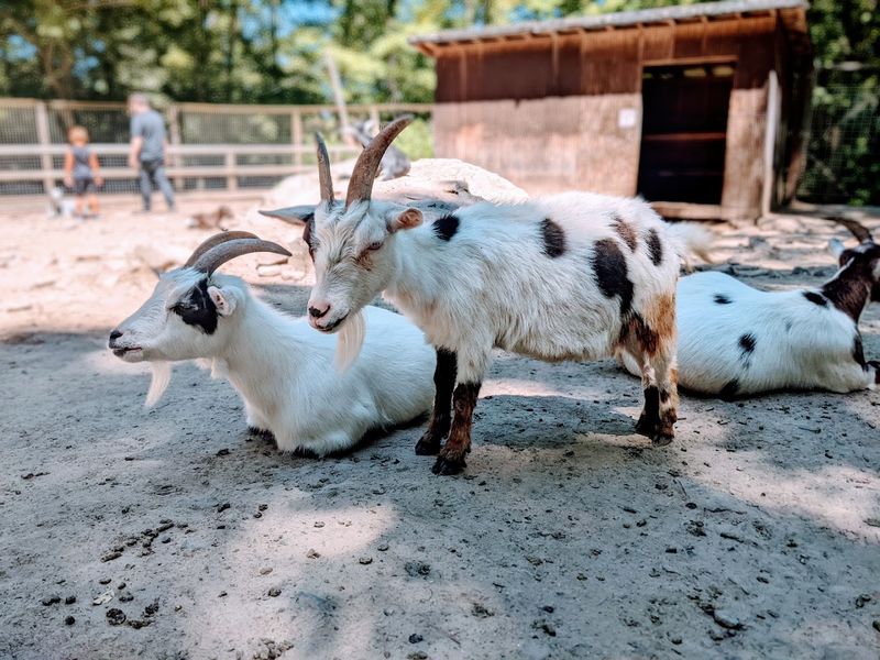 The Petting Zoo Where Goats Have No Personal Boundaries The Petting Zoo Where Goats Have No Personal Boundaries