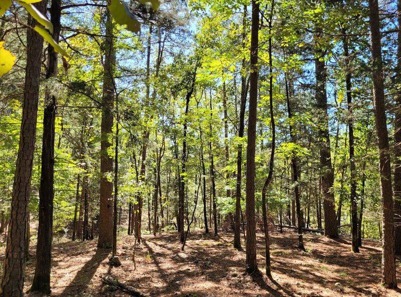 The Pine Forest Atmosphere Along the Way