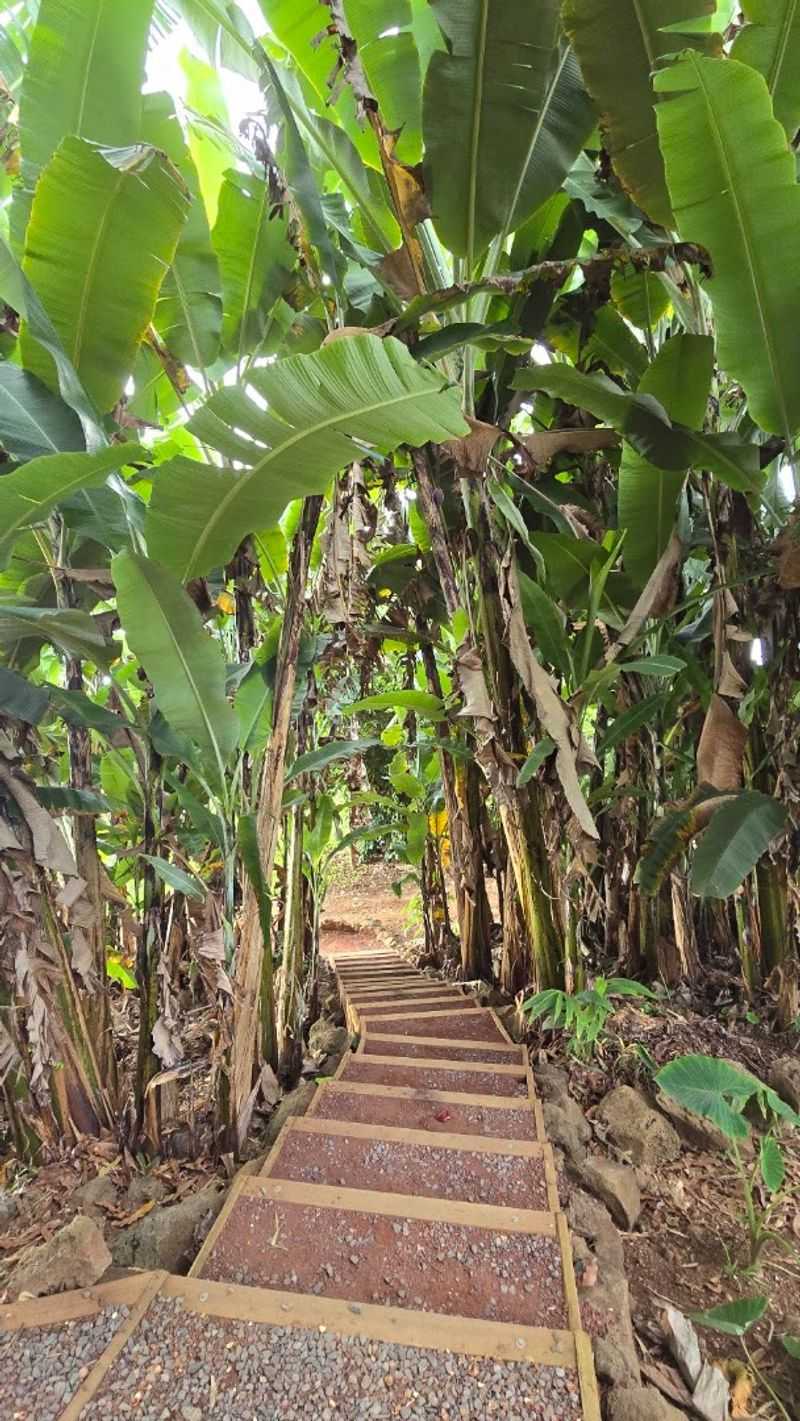 The Property Itself: More Than Just Coffee Trees