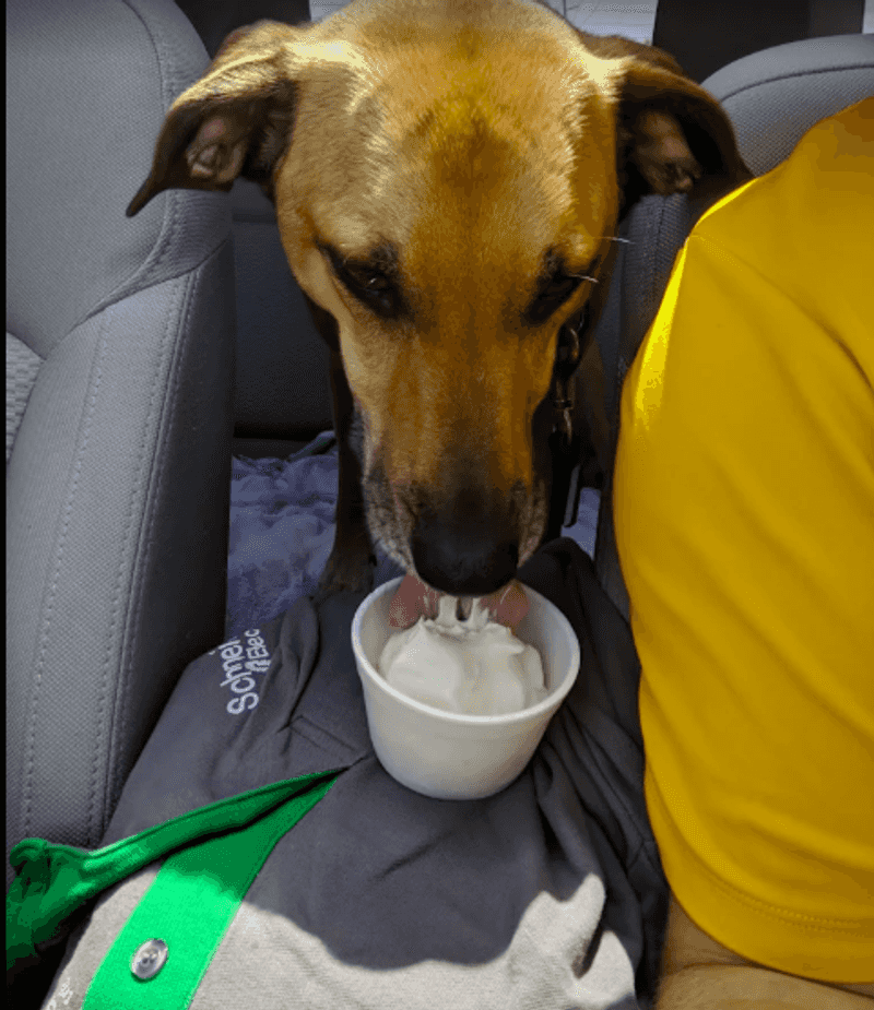 The Pup Cup That Belongs On The Menu