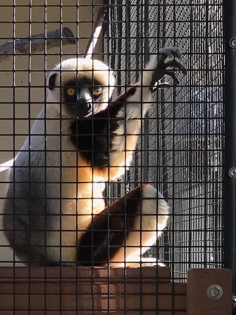 The Quiet World of the Nocturnal Lemurs The Quiet World of the Nocturnal Lemurs