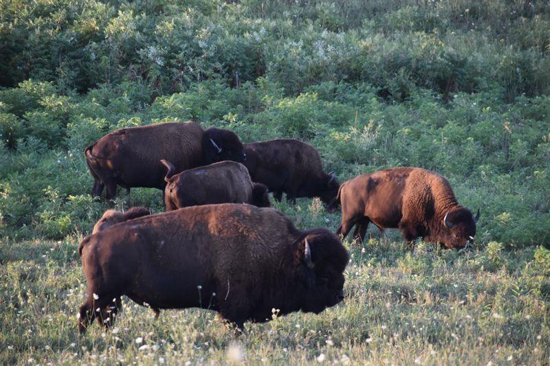 The Refuge That Is Rewriting Iowa's Natural History The Refuge That Is Rewriting Iowa's Natural History
