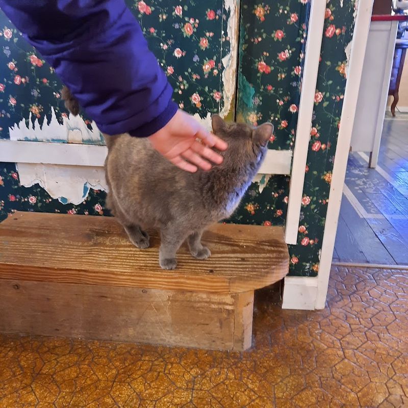 The Resident Kitties You Might Find Inside The Resident Kitties You Might Find Inside