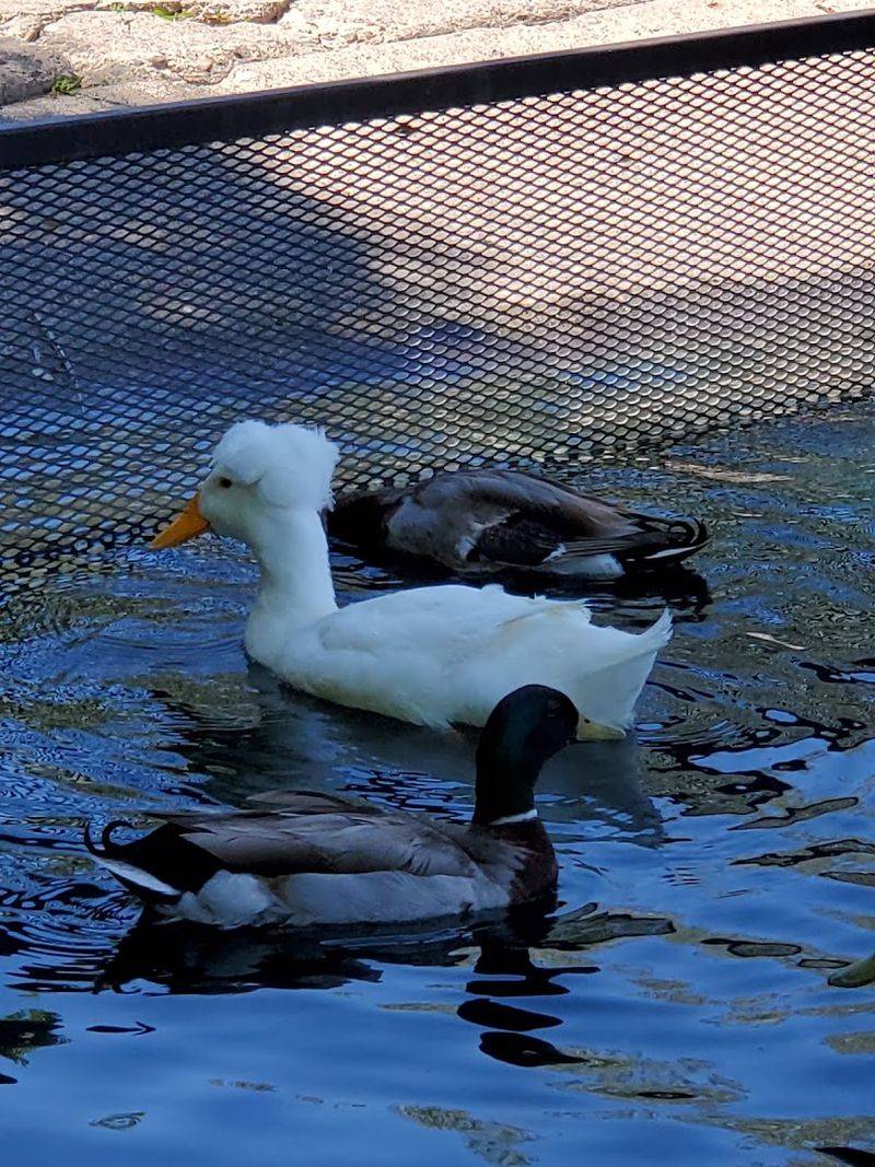 The Resident Waterfowl: Ducks, Geese, and a Whole Lot of Character The Resident Waterfowl: Ducks, Geese, and a Whole Lot of Character
