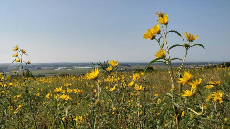 The Restored Native Prairie Ecosystem The Restored Native Prairie Ecosystem