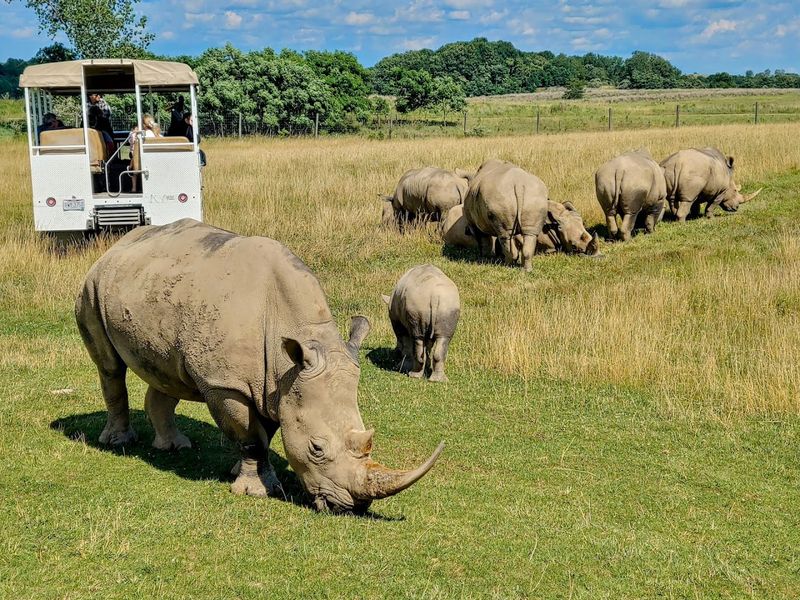 The Rhino Conservation Program The Rhino Conservation Program