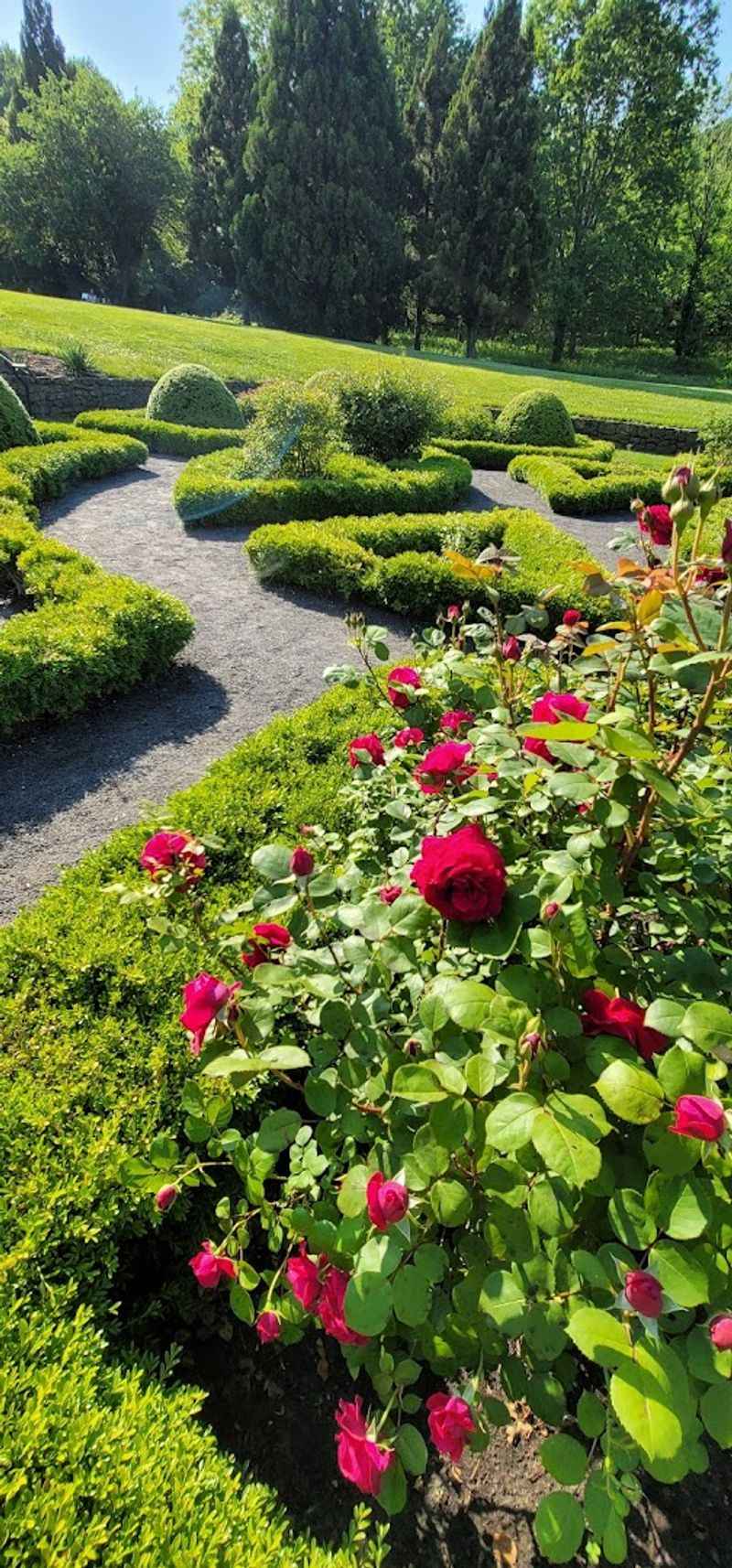 The Rose Garden in Full Bloom