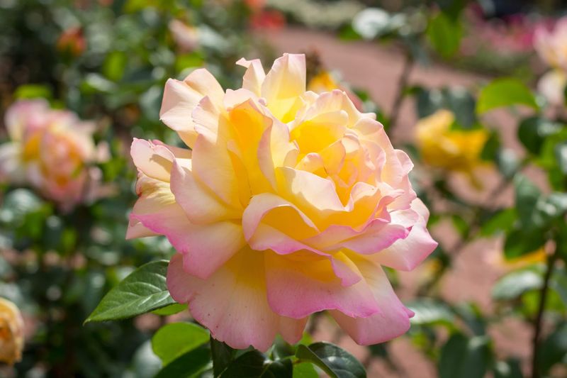 The Rose Varieties You Will Find Here The Rose Varieties You Will Find Here