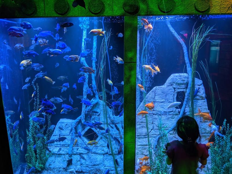The SEA LIFE Aquarium Add-On Worth Every Penny The SEA LIFE Aquarium Add-On Worth Every Penny