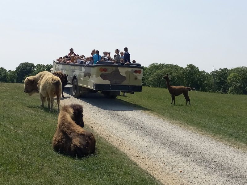 The Safari Ride That Steals Every Show The Safari Ride That Steals Every Show