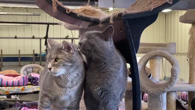 The Sanctuary Has Its Own Veterinarian The Sanctuary Has Its Own Veterinarian