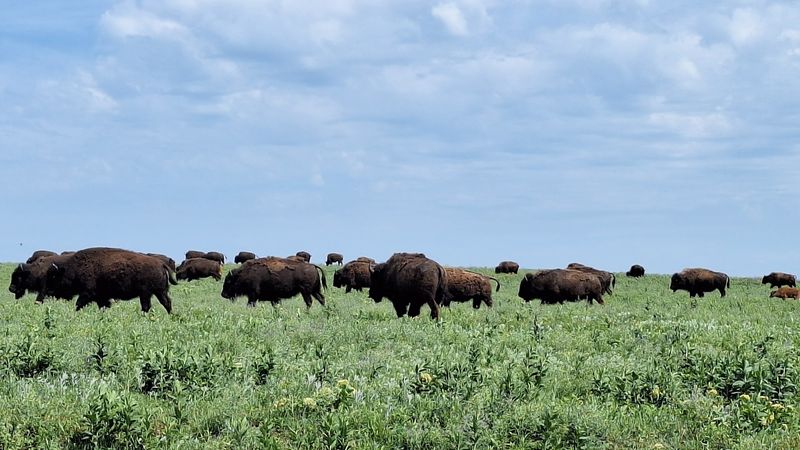 The Scale of the Land: 40,000 Acres of Pure Prairie The Scale of the Land: 40,000 Acres of Pure Prairie