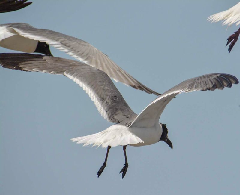 The Seabirds That Make Every Visit More Interesting