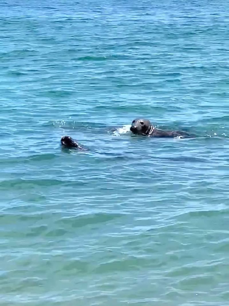 The Seals That Show Up Like They Own the Place